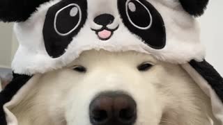 No one has such cute accessories like this cute samoyed