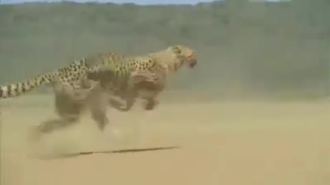 faster cheetah