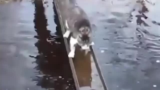 This cat is smart