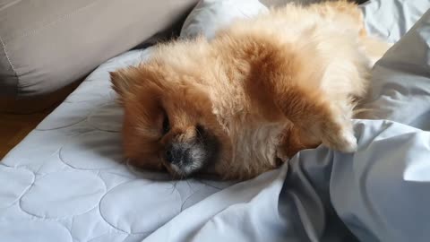 Brown Pomeranian snoring