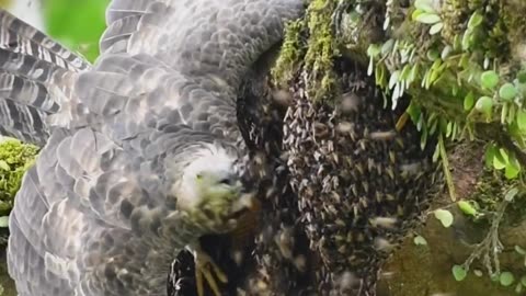 Eagle and Honey bee fighting