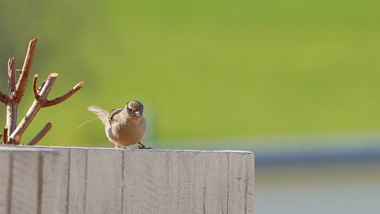 Baby bird