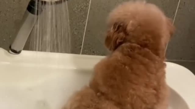 Bathing time!