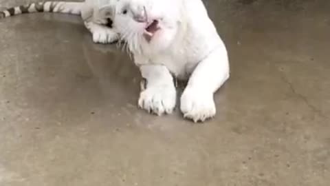 White tigers bathe and frolic with water so cute