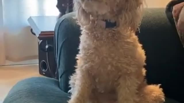 Dog Sits on the Couch and Wags her Tail Rapidly Between her Legs