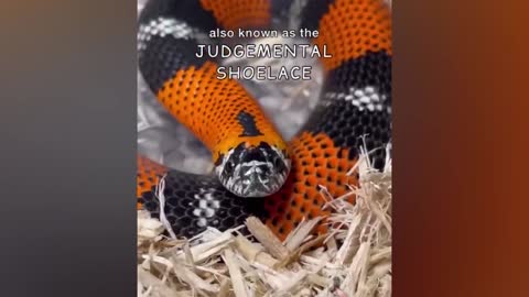 watch this ,snake can be cute too and REALLY FUNNY AND CUTE