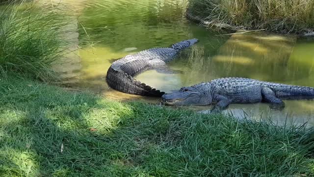 The crocodiles are sleeping quietly