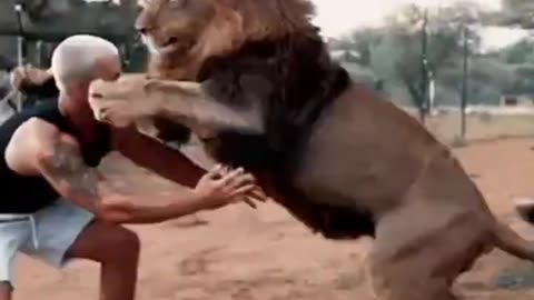 lion-play-with-trainer-animals4k-funny-videomemes-shorts-viral-trending-short-