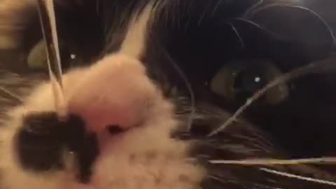 Black and white cat licks water out of dripping kitchen faucet