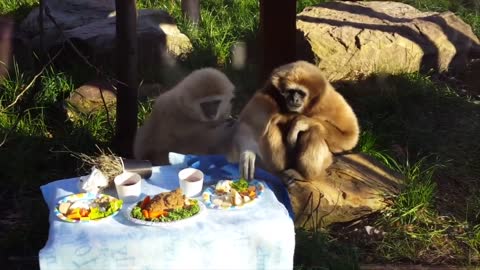 Cute Gibbons Playing & Climbing