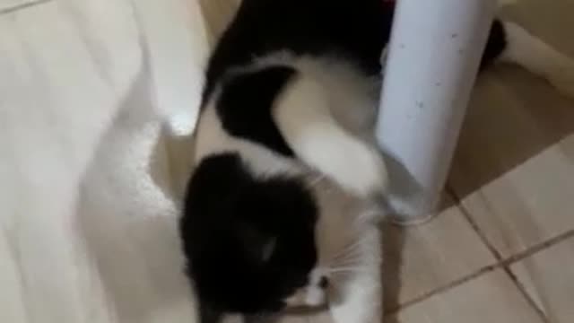 playful cat 2