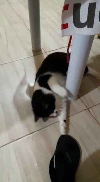 playful cat 2