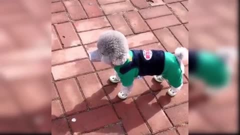 baby dogs , cute and funny compilation