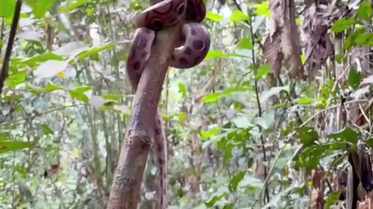 snake climbs tree