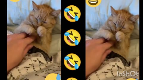 Cat funny video cilpe live streaming 🤣🤣🤣
