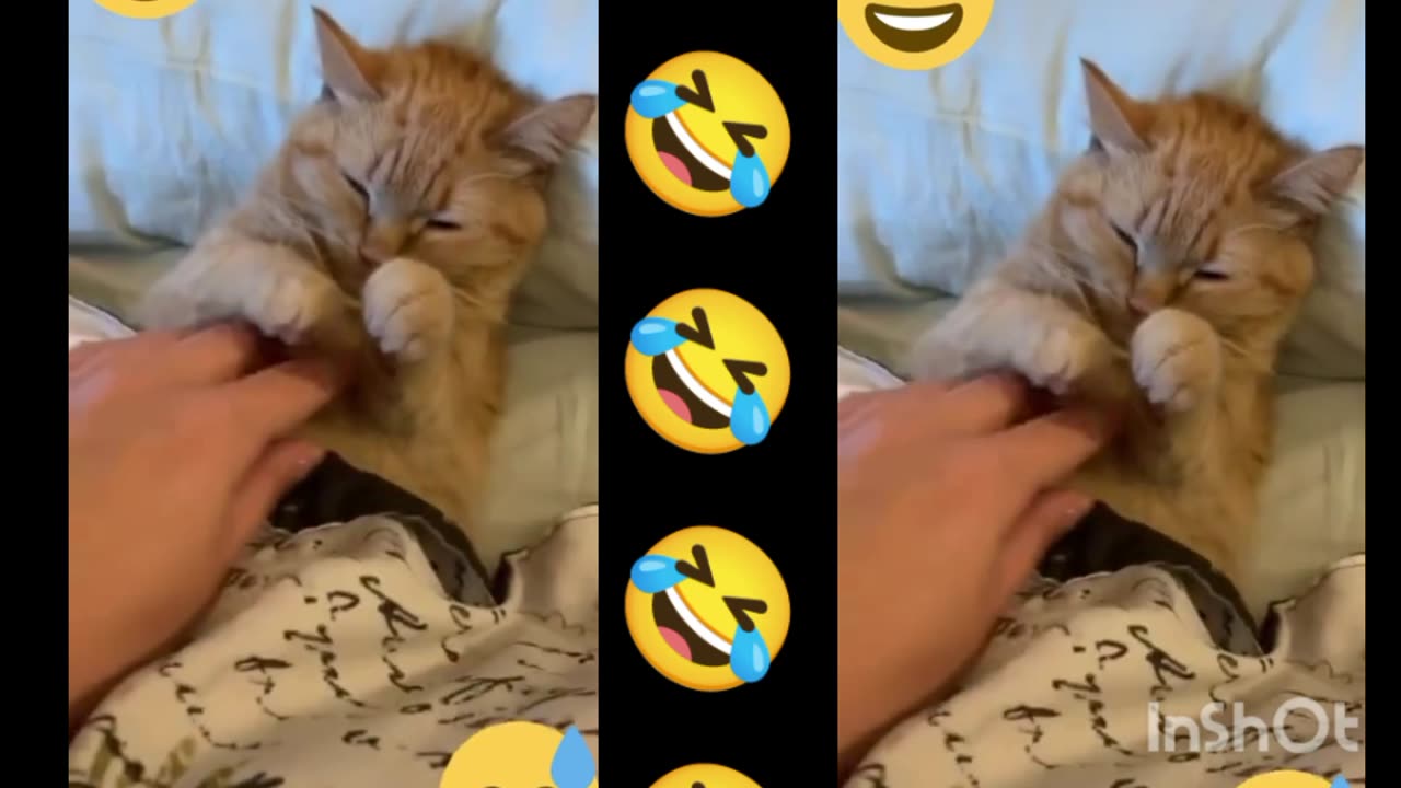 Cat funny video cilpe live streaming 🤣🤣🤣