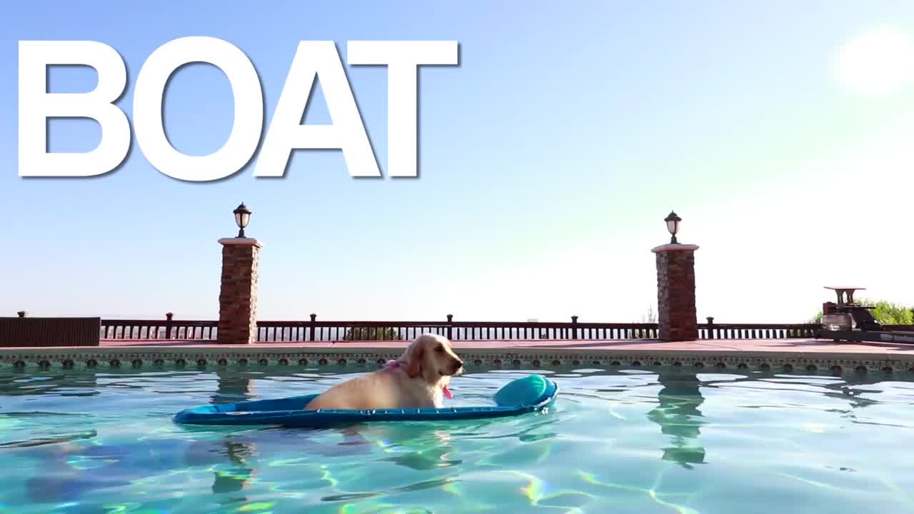 boat dog