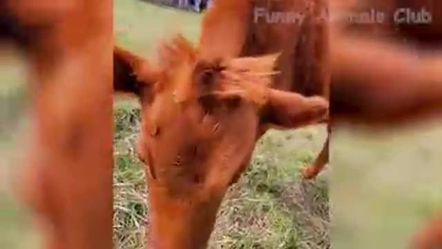 Funny animals