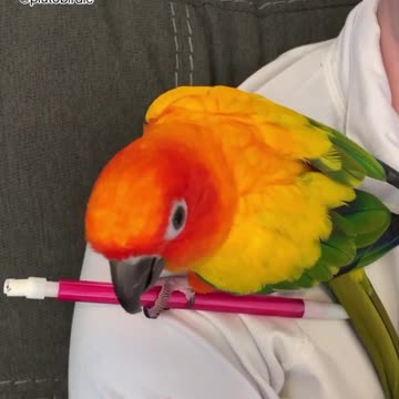 Parrot Doesn't Want to Give Up His Pencil