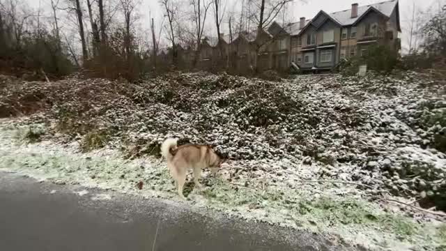 music with Beautiful Relaxing Snow, Surrey BC Canada, January, 2021