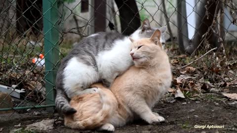 Mating cats is not that so simple