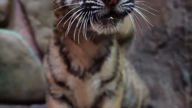 Although the teeth are not so sharp, I have seen it grow up fierce