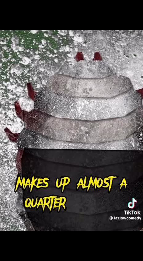 Bugs🦗🦟🪰🪲🪳