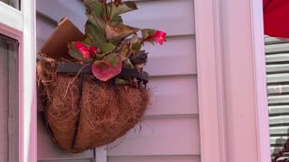 Fledging Wrens