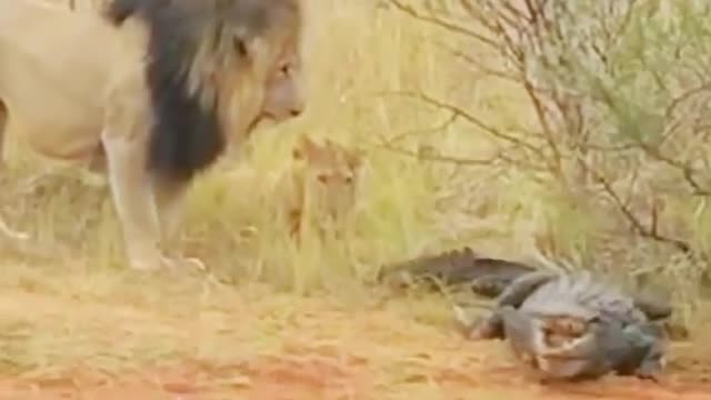 Watch Lion Threatening A Crocodile .