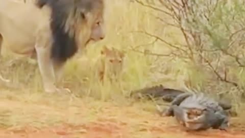 Watch Lion Threatening A Crocodile .