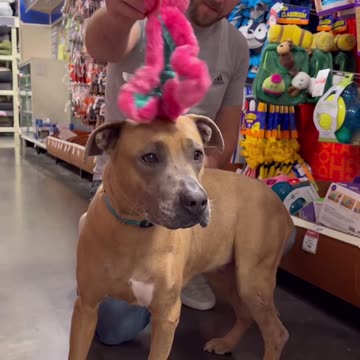 Meet Venus, our most recent shelterdogsaturday pup.