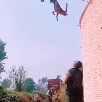 Dogs That Fly-Malinois & Alsatian Dogs Show Their Jumping Agility