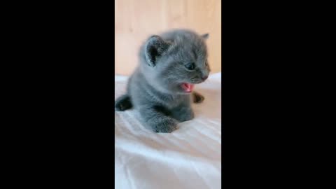 black cat, cats, funny cats, funny cat videos​ - I am hungry now