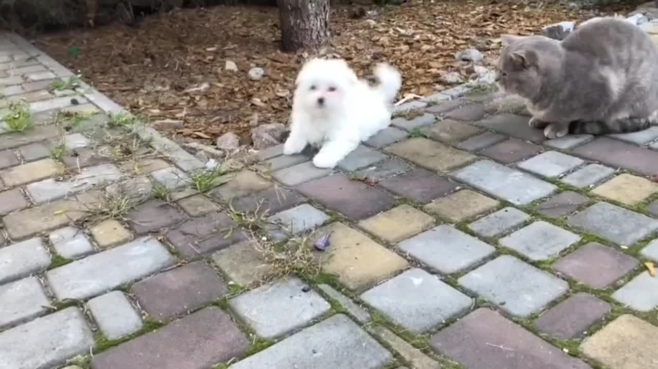 Kittens and puppy's playing tughter.