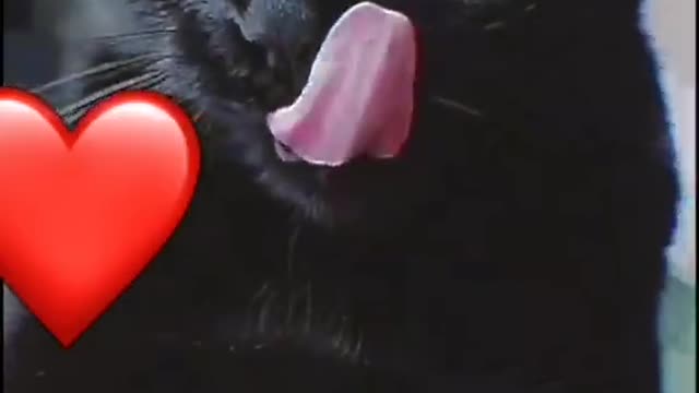 Cat before and after