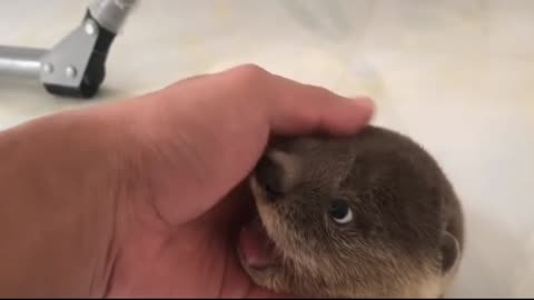 Best cute ever Otter boy