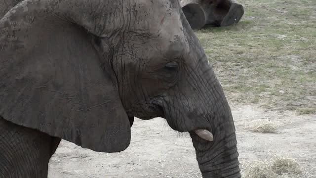 Elephant's leisurely feeding