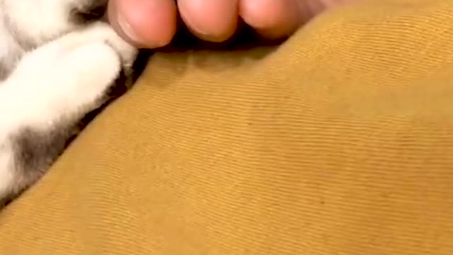 Does that kitten really feel sad ?