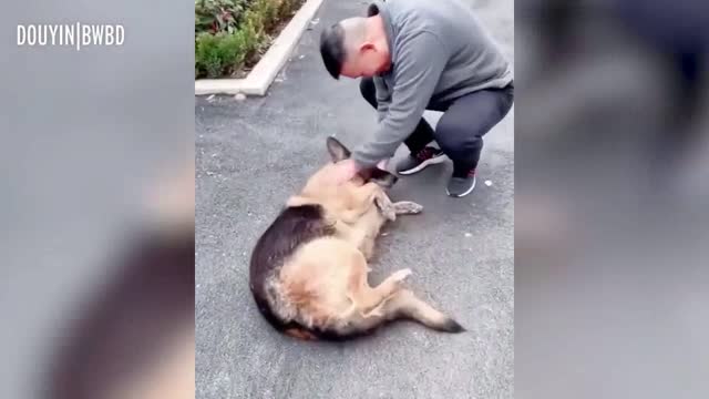 The dog's incredible encounter with his ex trainer