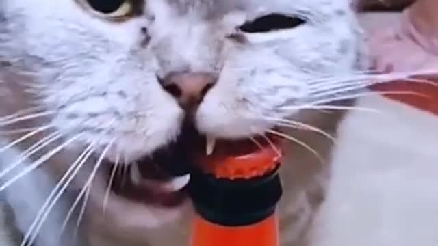 So funny cat. cat is opening cap of bottle.