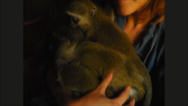 Monos huérfanos rescatados le temen a la lluvia