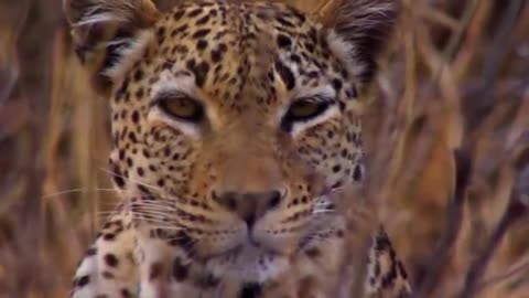 most amazing big cats hunting video completion