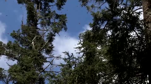 Climate change could delay monarch butterflies’ migration, expert says