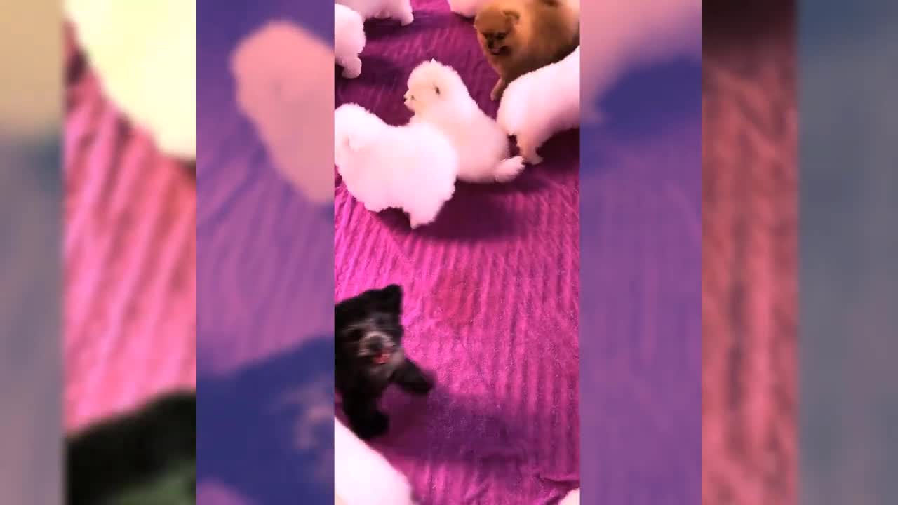Child Dogs -2 Funny compilation
