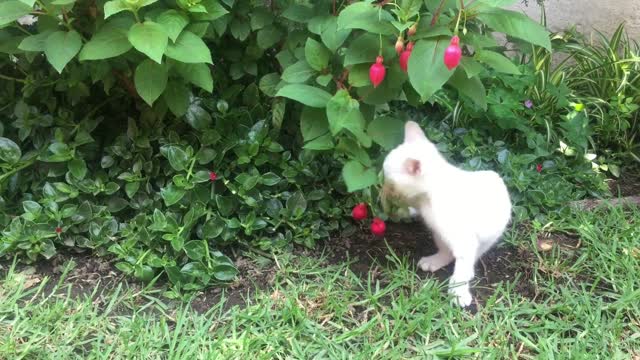 Cute Kitten playing in the Garden !