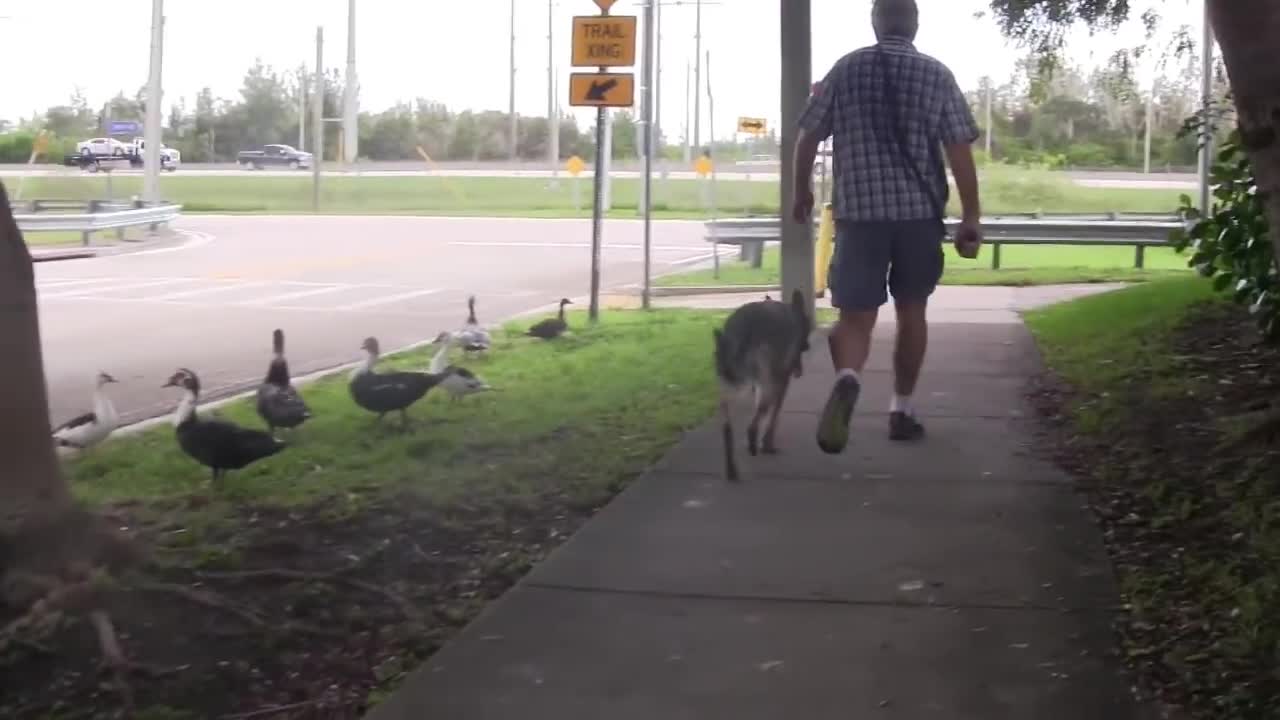 NEVER teach the "Look at me" command to your dog