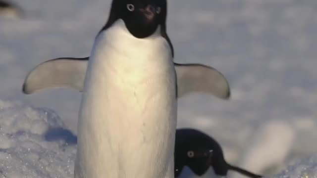 Adélie Penguins on the penguin highway