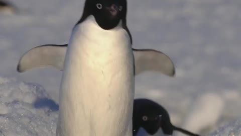 Adélie Penguins on the penguin highway