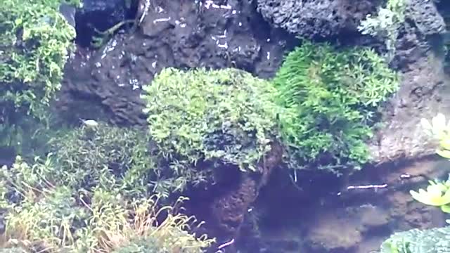 Landscape works in fish tanks（20）