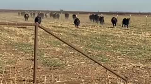 Running in pasture